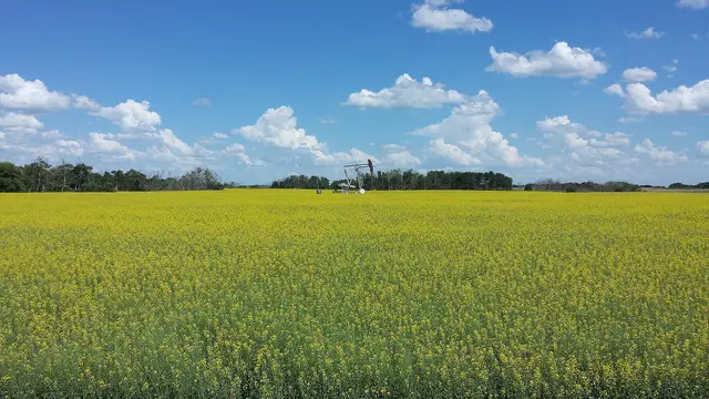 Pumpjack in a canola field